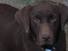 Annie akc chocolate labrador retriever puppies akc labrador retriever yellow www.millerlabradors. Akc Chocolate Labrador Puppies For Sale In Hubert North Carolina Classified Americanlisted Com