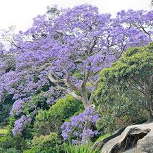 Image result for Jacaranda mimosifolia