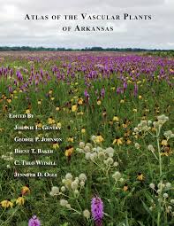 Image result for Rhynchosia torrei