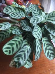 Large heartshaped leaves, dark green with a central red area. My Ctenanthe Burle Marxii Starts Showing Dry Brown Spots On Leaves What Could This Be Plantclinic