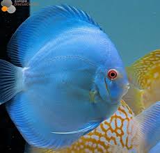 Pin By Kamaludin Arif On Cantiknya Ikan Ikan Hias Tropical Fish Aquarium Tropical Freshwater Fish Discus Fish