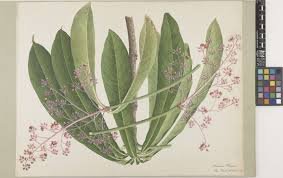 Image result for Ardisia staudtii