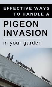 Pigeons Will Adapt Perfectly To Human Environments Because Our Buildings Provide Excellent Roosts They Feel Get Rid Of Pigeons Human Environment Pest Control