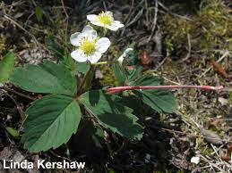 Identification of the terebrantian thrips (insecta, thysanoptera) associated with cultivated plants in java, indonesia. Wild Strawberry