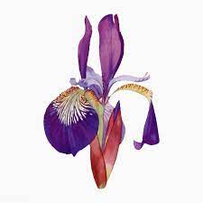Vintage Iris Flower Illustration Vector Premium Image By Rawpixel Com Flower Illustration Iris Flowers Seed Illustration
