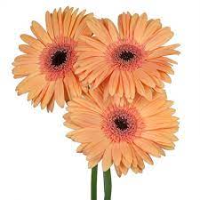 Sherbet Fiftyflowers Com Gerbera Daisy Gerbera Flower Gerbera