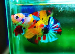 Hi, this time we made video collection of betta candy nemo top grade that we get from bettas lover all over the world. Candy Galaxy Colorful Fish Betta Fish Betta Aquarium