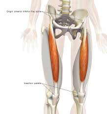 The Daily Bandha The Rectus Femoris Muscle In Yoga Yoga Anatomy Yoga Muscles Quad Muscles