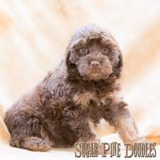 We take great pride in the meticulous care of each and every puppy born here at tora labradoodles. Best Australian Labradoodle Puppies In California See Puppies Who Have Been Adopted In California Sugar Pine Doodles Australian Labradoodles