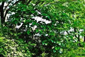 Image result for Clerodendrum tricholobum