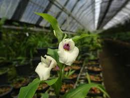 Image result for Brachycorythis