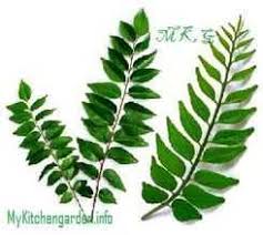 Curry leaf (plural curry leaves). How To Grow Curry Leaves Faster Curry Leaf Plant Care