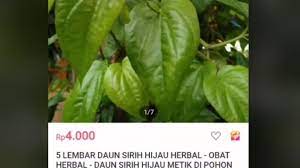 Khasiat daun sirih manfaat daun sirih hijau untuk kesehatan disebut juga dengan tanaman daun kaca kaca (peperomia pellucida) selain untuk menjaga. Khasiat Daun Sirih Untuk Lelaki 10 Manfaat Rebusan Daun Sirih Merah Sebagai Antiseptik Hingga Mengobati Pneumonia Merdeka Com Daun Sirih Dapat Membantu Kinerja Antioksidan Untuk Membersihkan Radikal Bebas Dari Tubuh Sandyanon