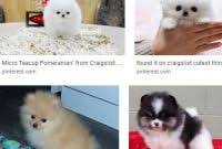 Browse thru our id verified puppy for sale listings to find your perfect puppy in your area. Teacup Pomeranian For 100 Dollars Teacup Pomeranian