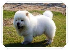 yavru cin aslan kopegi hayvan kopek hayvanlar