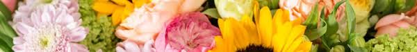 Check spelling or type a new query. Pet Friendly Flowers And Plants Beneva Flowers Gifts