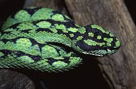 Coolest Looking Venomous Snakes Snake Venom Snake Viper Snake