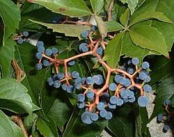 Image result for Vitaceae
