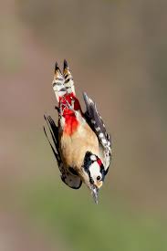 Der Wanderspecht Ist Eine Mutation Zwischen Wanderfalke Und Buntspecht Welches Ihm Ermoglicht Im Sturzflug Ahnliche Ges Vogel Im Flug Specht Wanderfalke