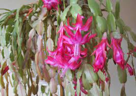 It blooms like clockwork and is a rich green/red. When Your Christmas Cactus Blooms Too Early Laidback Gardener