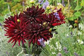 Dahlia Chat Noir Wedding Flowers Red Flowers Dahlia