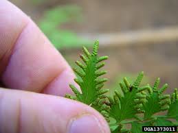 Image result for Lygodiaceae