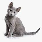 All About the Russian Blue Personality