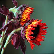 Fall Colors Red Sunflowers Happy Flowers Flowers