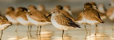 Image result for Brachyachne simonsii