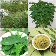 Image result for Azadirachta indica