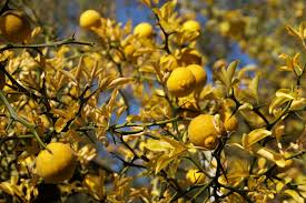 Rever De Citron Et De Citronnier En Islam Forum De L Interpretation Des Reves En Islam
