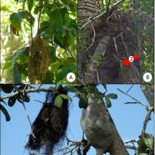 Pdf Previously Unreported Nesting Associations Of The Yellow Olive Flycatcher Tolmomyias Sulphurescens Aves Tyrannidae With Social Wasps And Bees