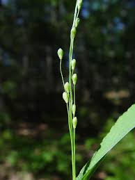 Image result for Dichapetalum rhodesicum