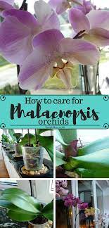 How To Take Care Of Orchids Orchid Plant Care Orchid Care Phalaenopsis Orchid Care