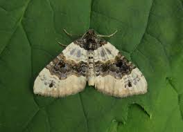 Image result for Cosmorhoe ocellata