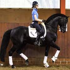 Maybe you would like to learn more about one of these? Doringcourt By Dressage Royal With Andrea Bank Dressage Sport Horse Warmblood