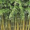 5 tip penjagaan mesra pokok hiasan jenis bromeliad. Https Encrypted Tbn0 Gstatic Com Images Q Tbn And9gctfhh09kjry2ejzkaa55vsxczfllvgn7u14uphiligzvxsnplee Usqp Cau