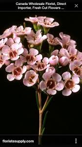 Pale Pink Wax Flower Wax Flowers Spring Wedding Bouquets Light Pink Flowers