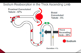 Image result for Diuretic