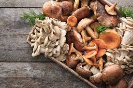 Can Babies Eat Mushrooms Benefits Risks And Recipes