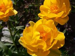 Image result for Turraea mombassana