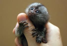 Capuchin, marmoset, squirrel and spider monkeys for sale. How Much Does A Finger Monkey Cost Petspruce Com