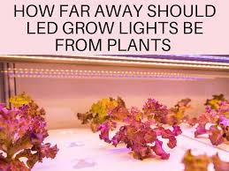 The lights were about $125 each, but i did buy the smallest ones they had, since my grow area is only about 4 square feet. How Far Away Should Led Grow Lights Be From Plants Greenhouse Today