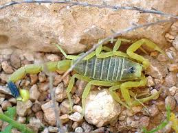 Get it as soon as thu, apr 22. Scorpion Venom Benefits Research Shows It Could Breach The Blood Brain Barrier