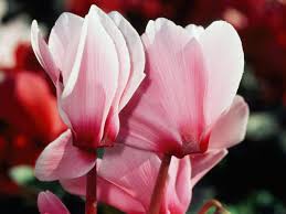 Flowers that start with cal. Best Flowers For A Colorful Garden Sunset Sunset Magazine