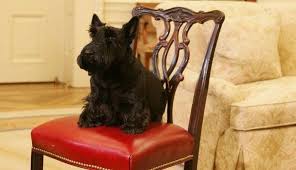 Putin Disses Former First Dog, Proves ...