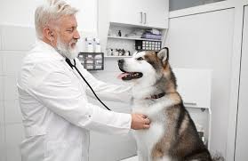 We've gone through multiple brands because my husky (hachi) decided he didn't want to eat once upon a time. Dcm 5 Brands In 58 Of Fda Reports Dry Dog Food In 86 Petfoodindustry Com