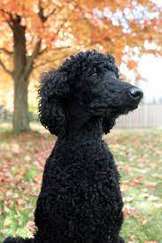 Black standard poodle magnet dog portrait art gifts collectible kitchen decor. Black Standard Poodle By Helene Cyr Black Poodle