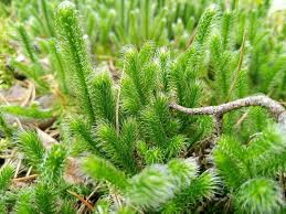 Image result for Lycopodium clavatum