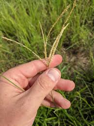 Image result for Chloris gayana